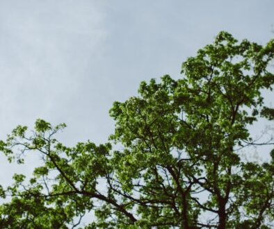 Odkrywanie własnego stylu artystycznego w malarstwie.